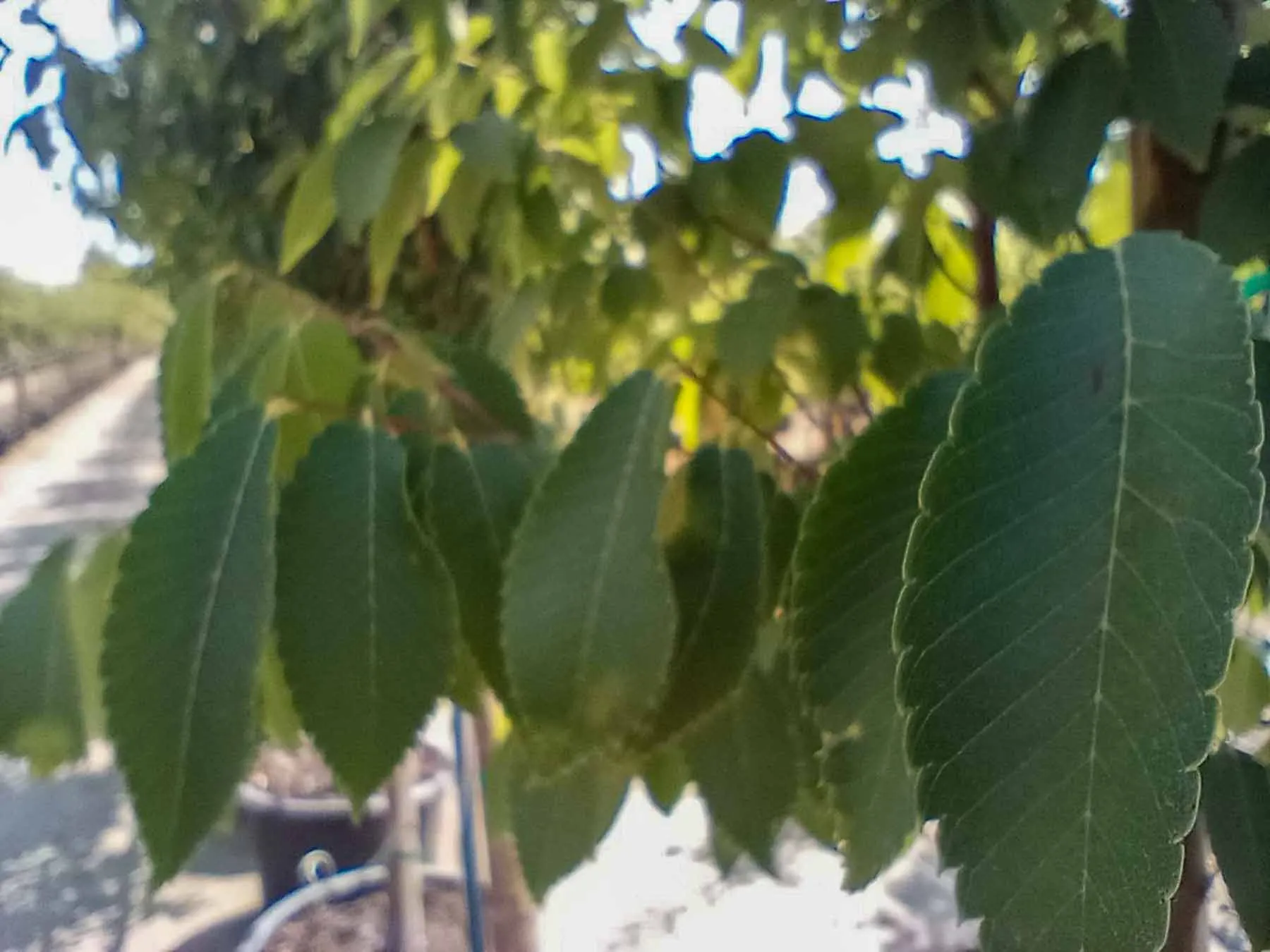 Musashino Columnar Zelkova Tree Garden Gate Nursery